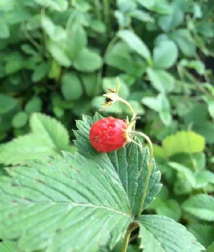 @私募股王杨钦欢_宝新能源(000690)股吧_东