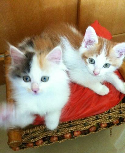 庄家…在泡妞中_安泰科技(000969)股吧_东方