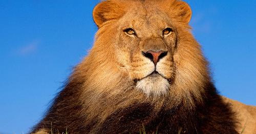 贝因美最致命的竞争对手300106西部牧业横空