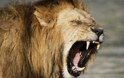 伊利股份最致命的竞争对手300106西部牧业一