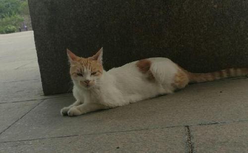 思琳娘真厉害!刚一走就大跌_华仁药业(300110