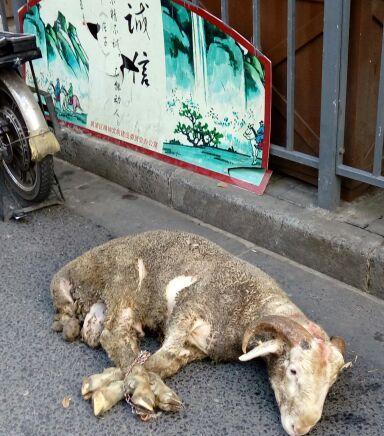 受伤的小散 悲伤的羊_上证指数(szzs)股吧_东方