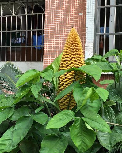 可能停牌重组_梅雁吉祥(600868)股吧_东方财