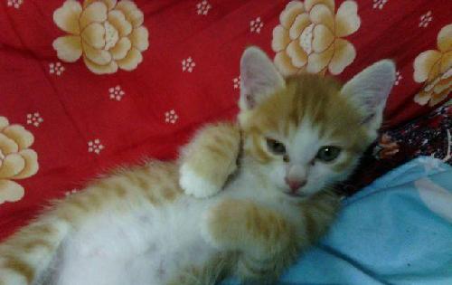 肥肥的猫咪 3C79503A1C29787A775809F1F52BB96D.jpg