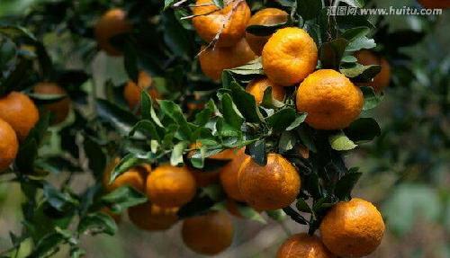 秋天迎来丰收景象_罗顿发展(600209)股吧_东