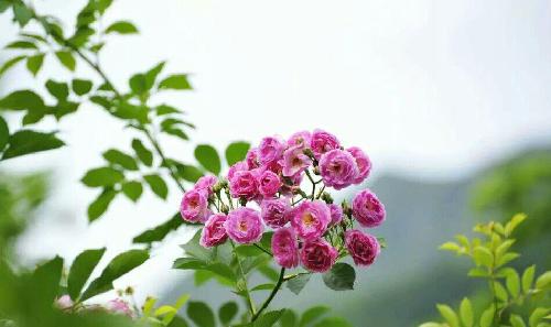 漂亮的圆弧底加油涨!_浙江永强(002489)股吧_