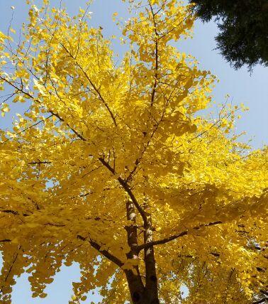 吉比特股友向平治信息散户朋友致敬!你们是新