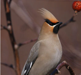 大家都来拜一拜神鸟_太平鸟(603877)股吧_东