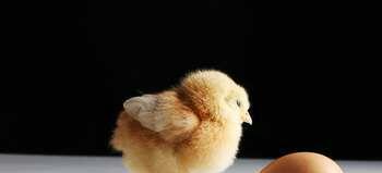 壳咋办?_*ST昆机(600806)股吧_东方财富网股吧