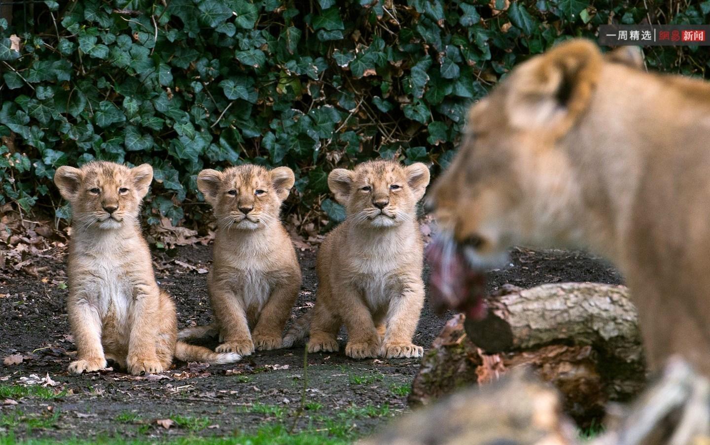 2016年3月30日,三只小狮子坐在母狮旁边.