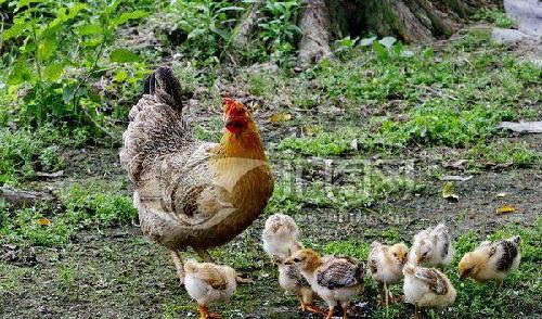 昆鸡合家欢…_*ST昆机(600806)股吧_东方财富