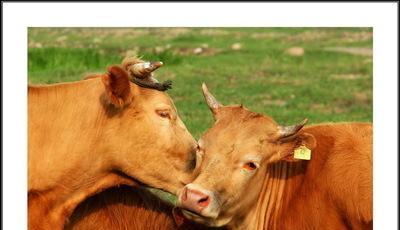 满论坛都是和郎酒重组,是不是真的?_泸天化(0