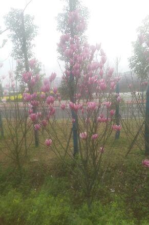 七字茗香居_精锻科技(300258)股吧_东方财富