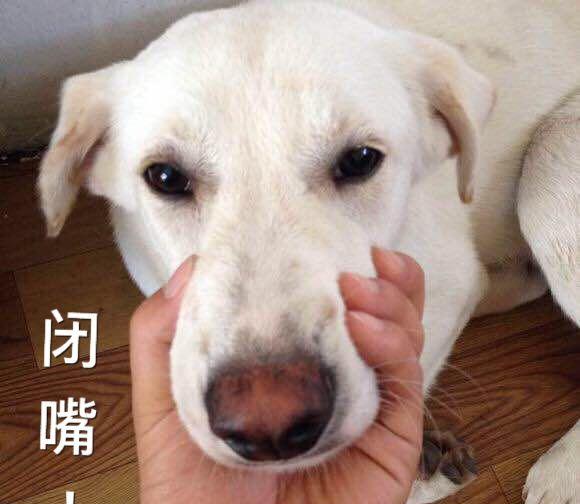 闭上狗嘴.支持者点赞顶上去.