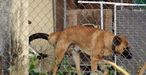 把空狗关进笼子_沙隆达A(000553)股吧_东方财