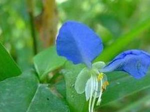 去甲醛10大植物高手(图6)