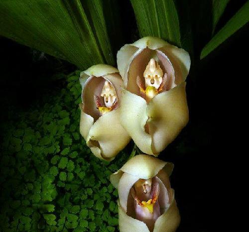 300116坚瑞沃能:深圳沃特玛李瑶,要做一个任正