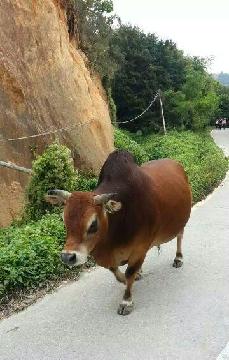 尊重领导是一种天职,尊重同事是一种本分,尊重