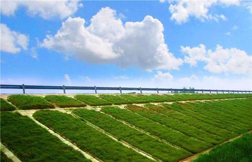 绿茵承建的京保高速边坡绿化实景(含雄县、容