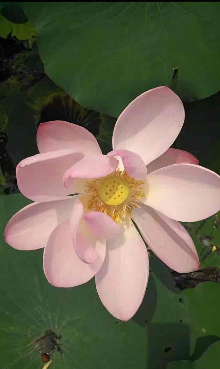 花谢了还会再开