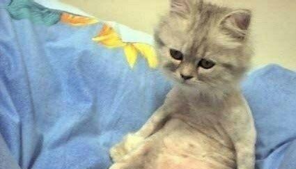 光头阳_均胜电子(600699)股吧_东方财富网股吧