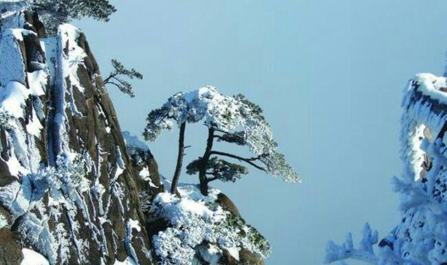 大雪压青松,青松挺且直.