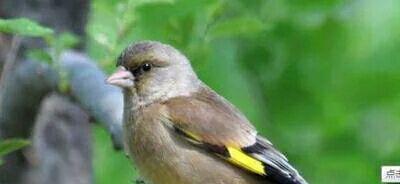 很多人说一汽夏利的停牌是因为360借壳,那么说