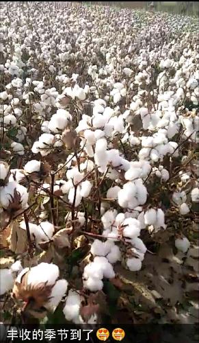卓朗智能[大笑][大笑][大笑]新疆大丰收啊_新疆