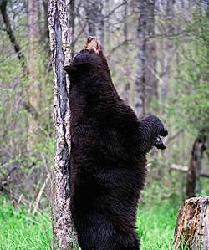 牛百万炒股闭上你嘴吧,好哥哥说了条件高重组