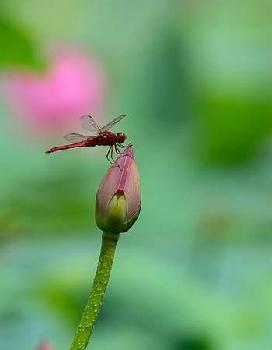 十送红股十!八十八元!_顶点软件(603383)股吧