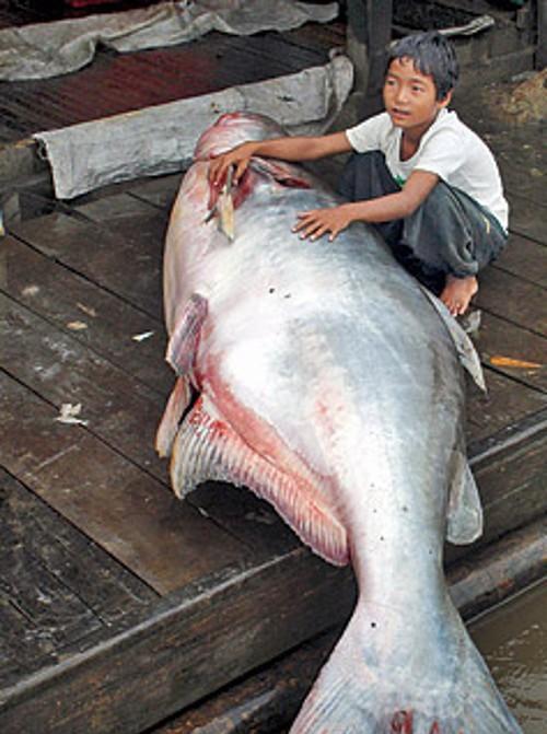湄公河里的大鱼大得惊人