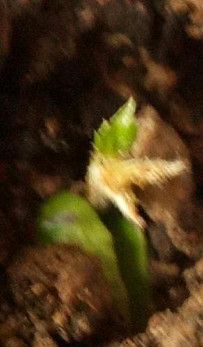 600535:天士力2017年员工持股计划第一次持有