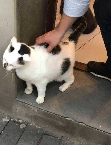 白猫排名_二哈和他的白猫师尊