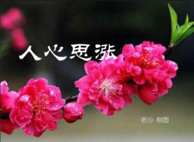 亲:用一颗平常心长期持有能从小公司成长为大