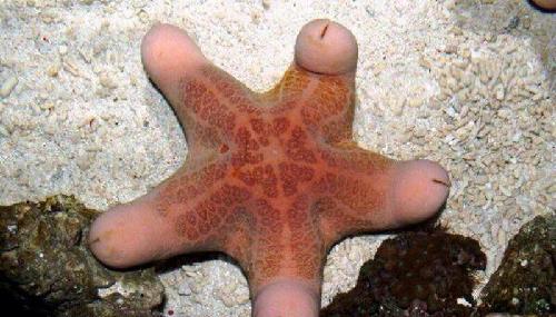 随地耍流氓的派大星_信威集团(600485)股吧_