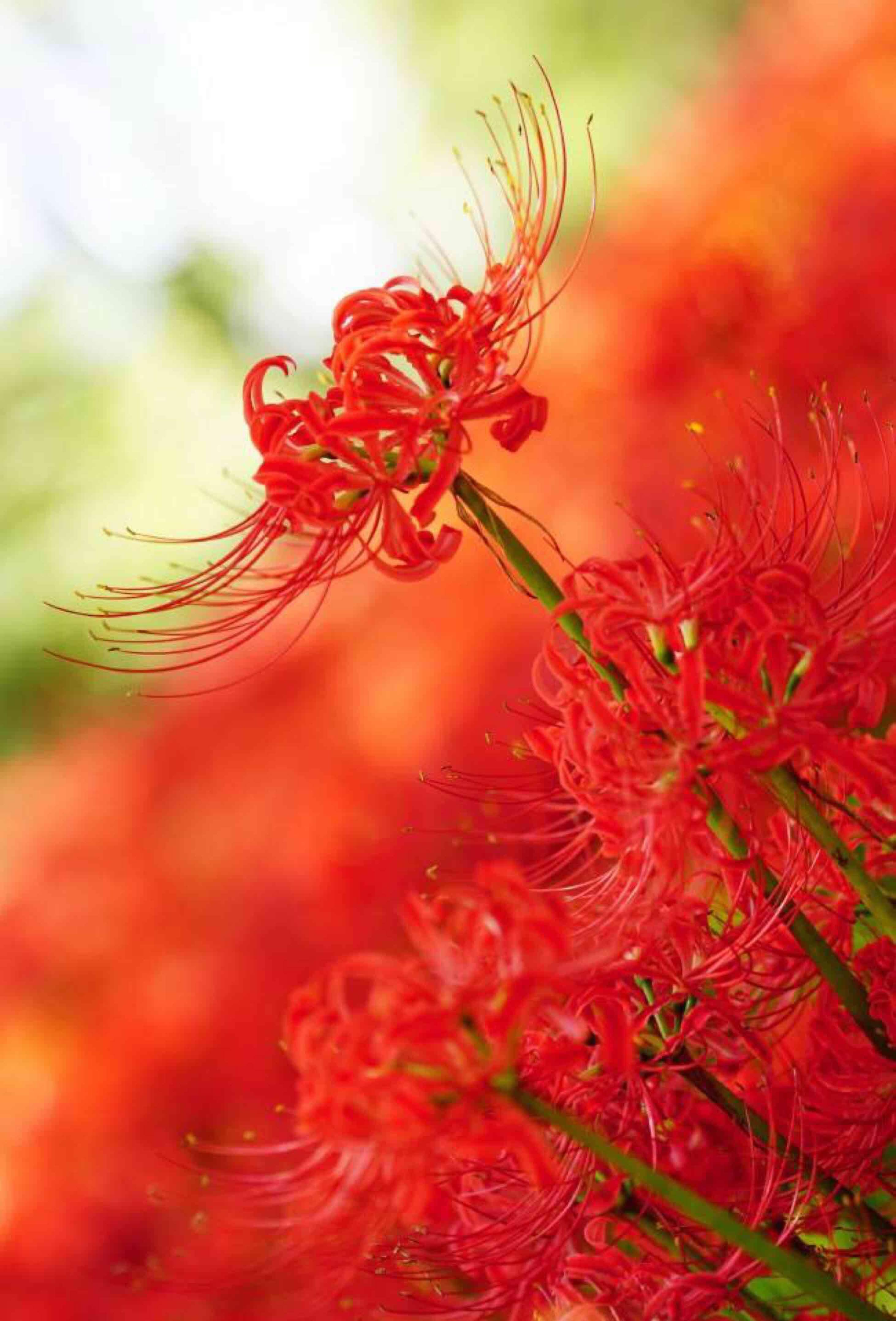 彼岸花[献花]_花王股份(603007)股吧_东方财富网股吧