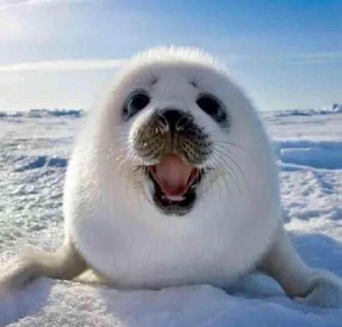 这一波能过前高吗 毕竟 现在除了周老板 赵老板