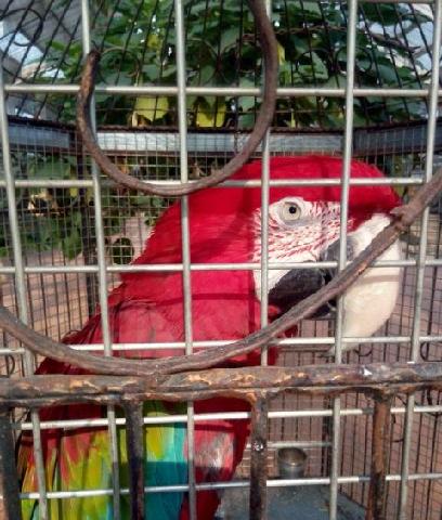 红星美凯都上市了新股跌破发行价等着看吧!我