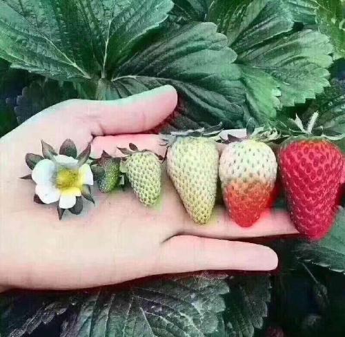 安科生物垃圾!80倍PE(市盈率)2个抗癌药临床尖