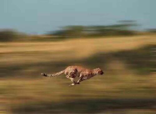 猎豹是陆地跑的最快的动物,极速110公里,但是