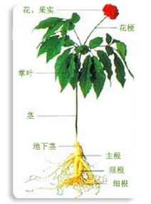 人参百科——植物人参名称与分类