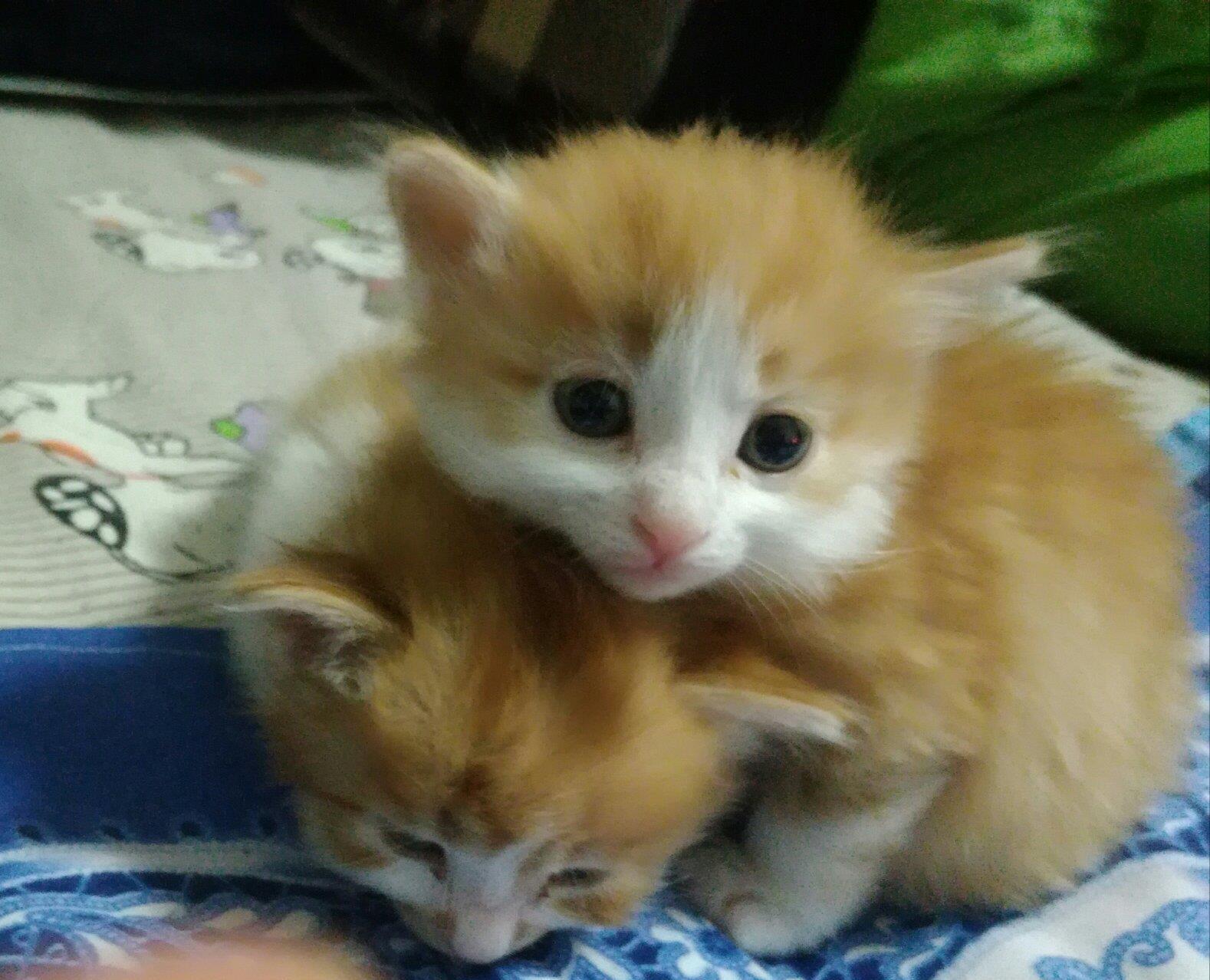 元月23日出生的六个小猫,不到一个月