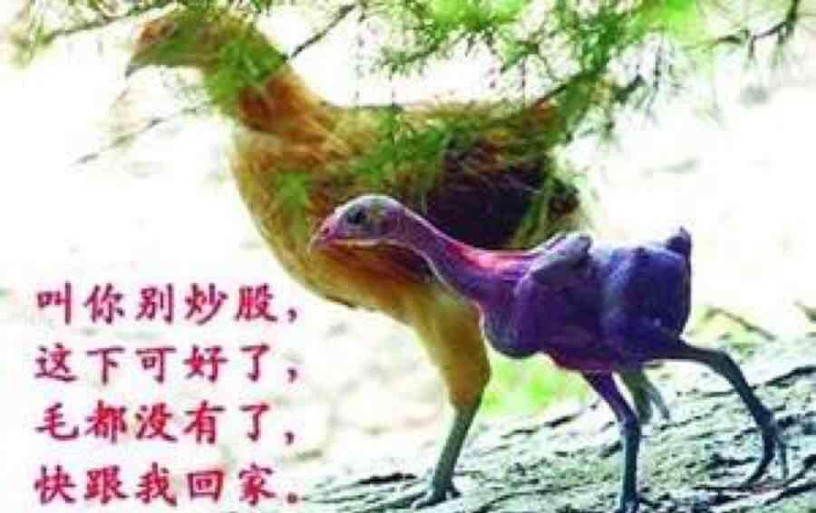 地上到处都是鸡毛[大笑][大笑][大笑][大笑]