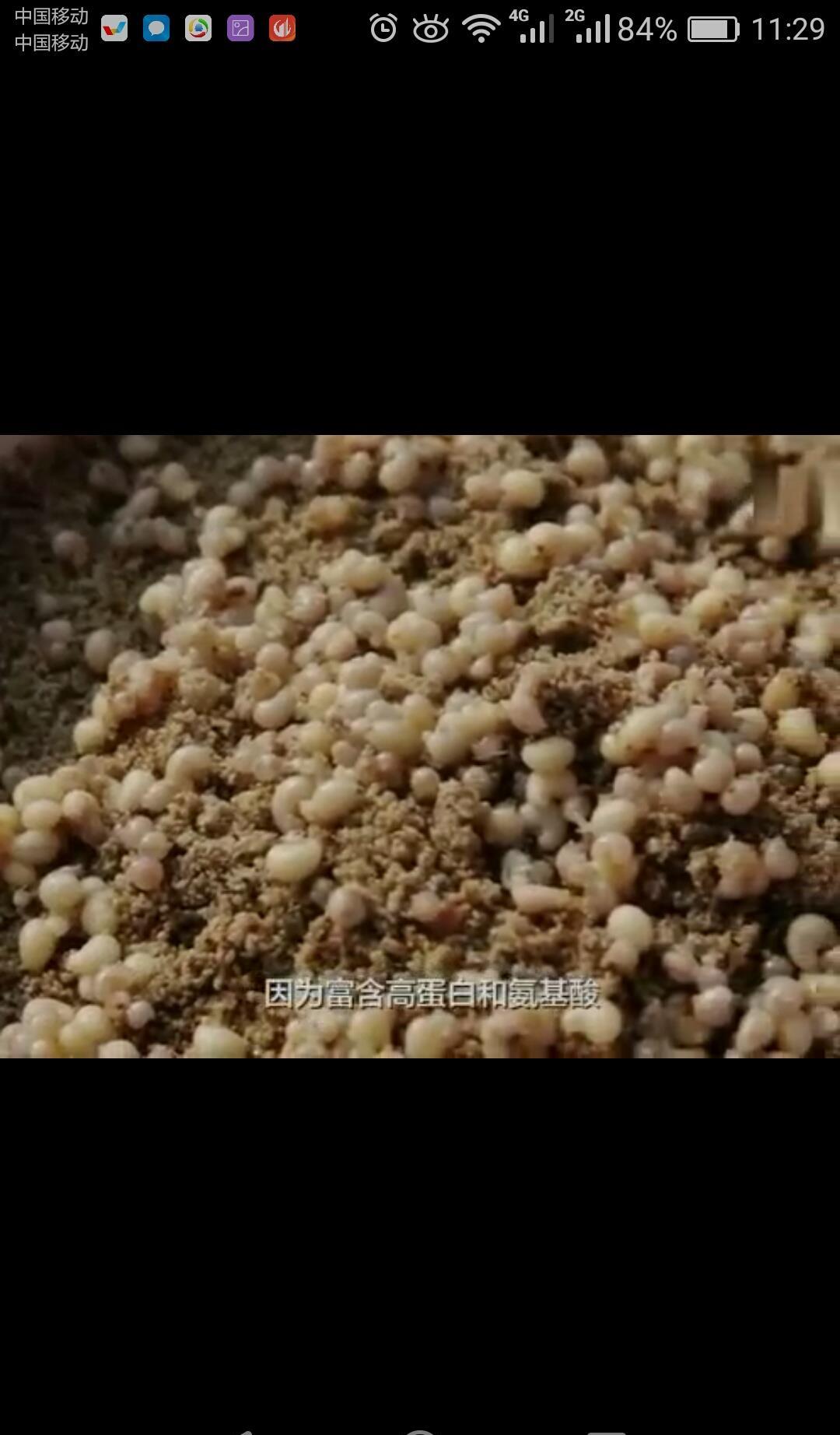 蚂蚁蛋怎么做_蚂蚁蛋的做法_豆果美食