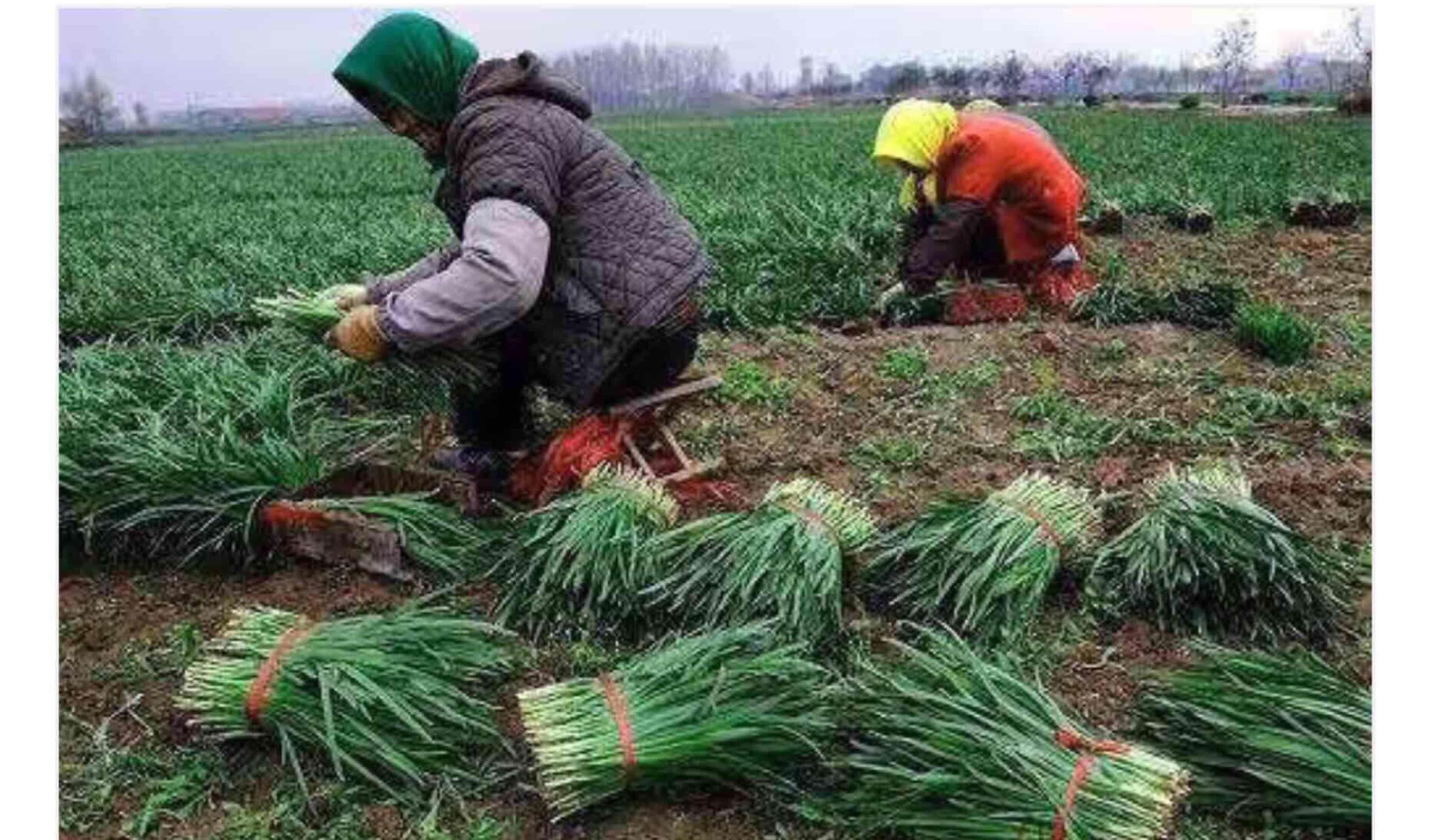 收割韭菜了,绿油油的韭菜!