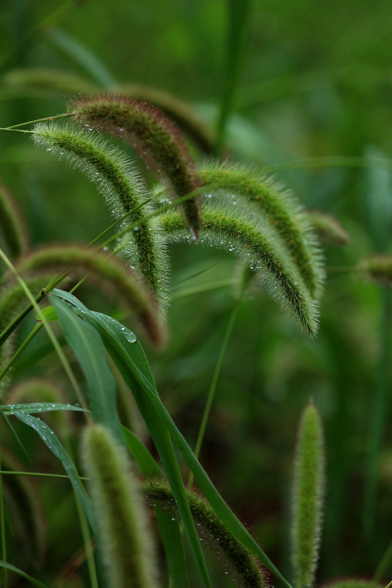 只要风调雨顺,狗尾巴草都可以变成小米