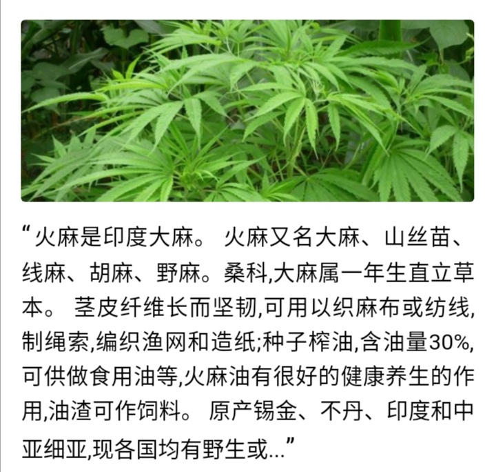 广西巴马有名的长寿村老人常年食用火麻制品保持健康长寿早已是公开的