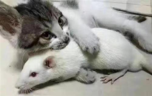 猫对老鼠说:天这么冷,我抱着你,你感不感动?老鼠说:不