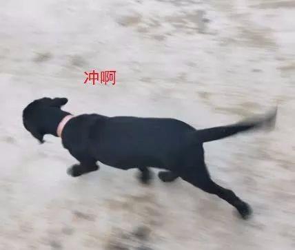 龙洄头 狗回头,冲 !!