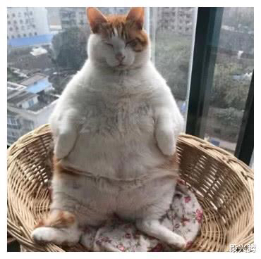 看到了吧,养的猫都比你家猪重